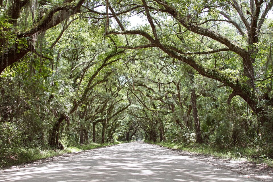 Nature forest road