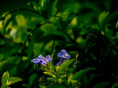 Nature purple daisy beauty photo