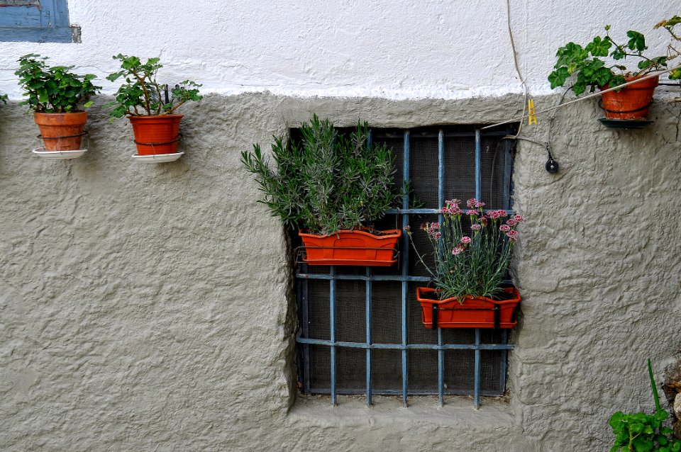Bejar - flores (17139928537)