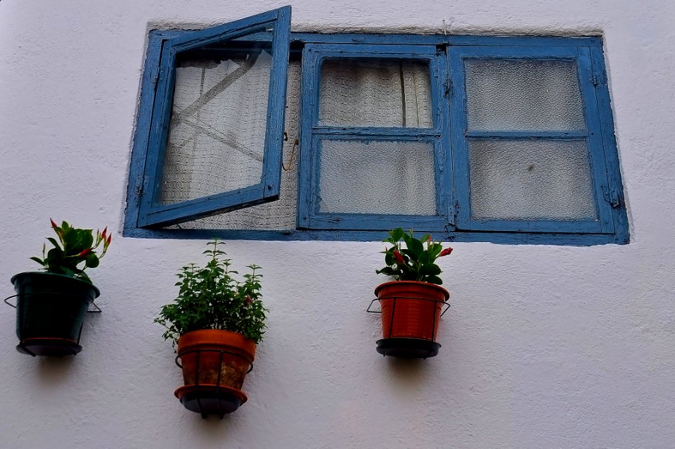 Bejar - flores (17346984691)