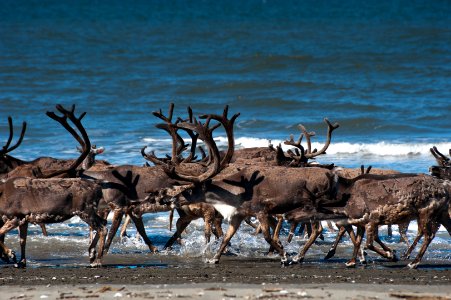 BELA caribou crossing (35610285011)