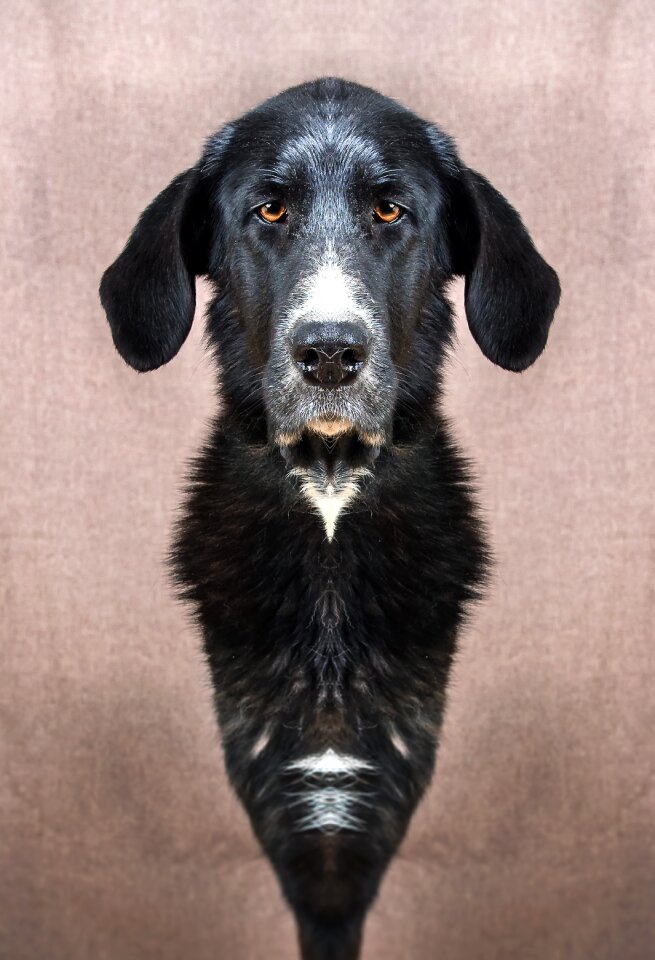 Animal portrait head