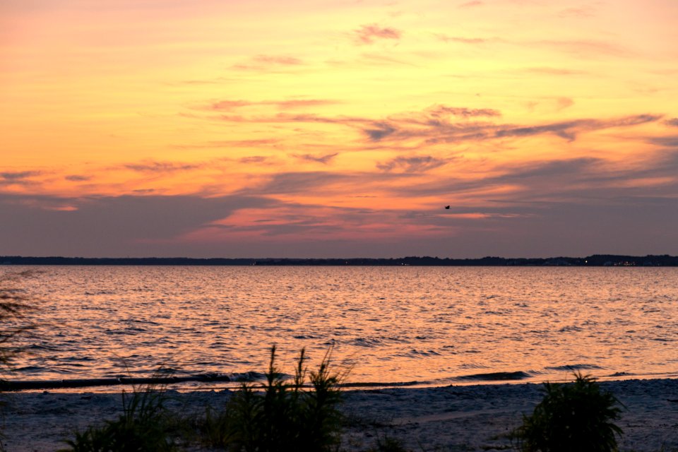 Bethany Beach Firefly Survey - 2019 (48432404366)