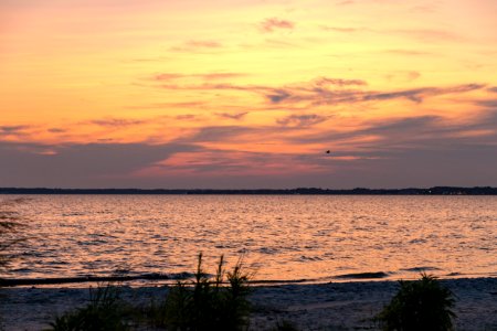 Bethany Beach Firefly Survey - 2019 (48432404366)