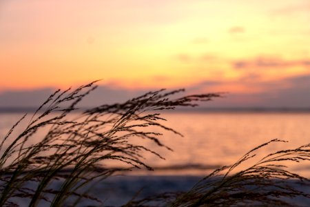 Bethany Beach Firefly Survey - 2019 (48432404521)