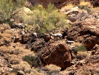 Big Horn Sheep (14228102548)
