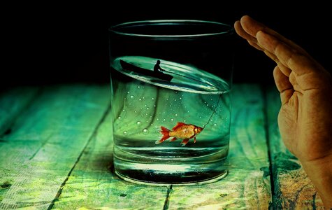 Goldfish surreal miniature