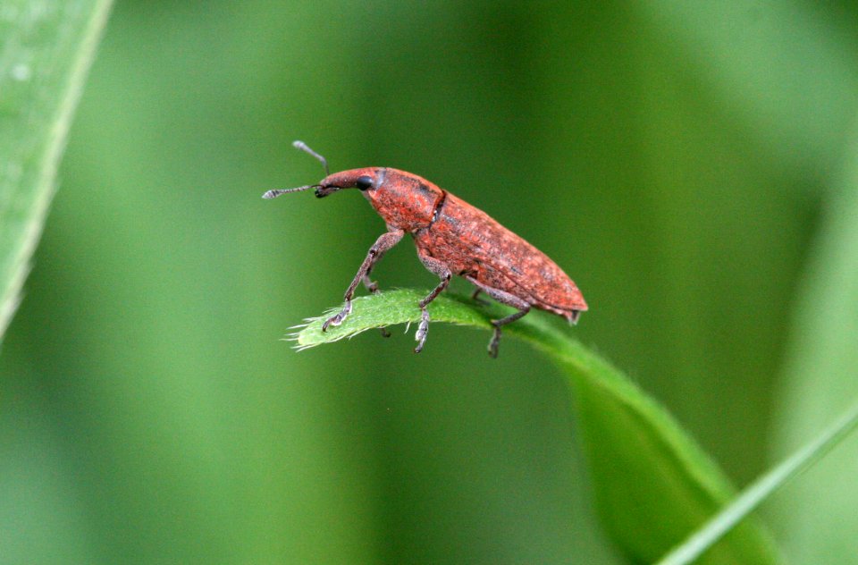 Big red weevil (3678518897)