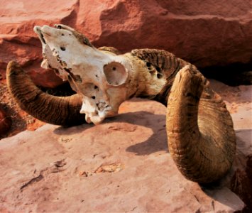 Bighorn sheep skull (51330915428)
