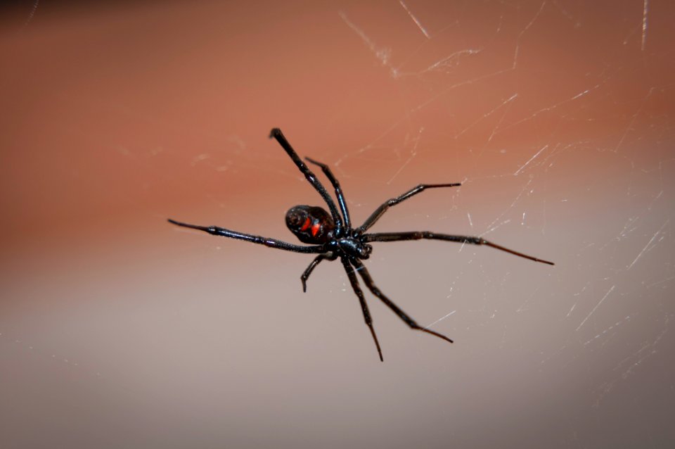 Black Widow (9422089903)