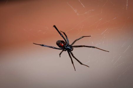 Black Widow (9422089903)