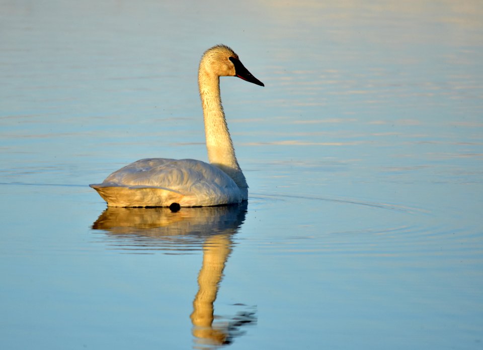 Bird trumpeter swan on Seedskadee NWR 1021 (48025813106)