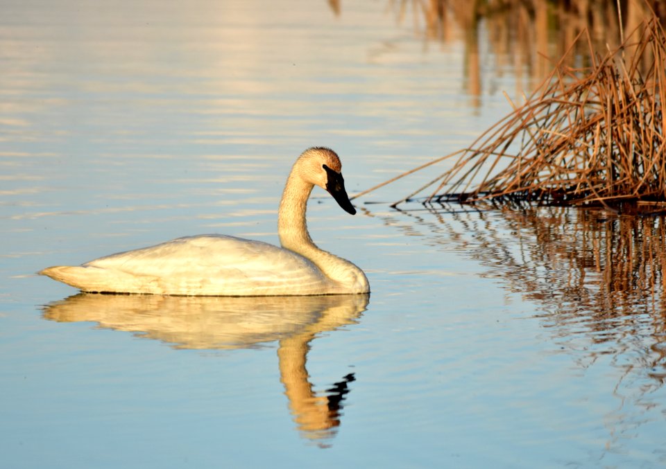 Bird trumpeter swan on Seedskadee NWR 1026 (48025832146)