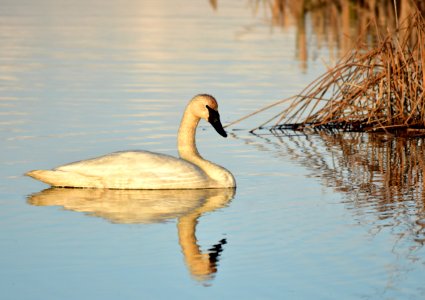Bird trumpeter swan on Seedskadee NWR 1026 (48025832146)