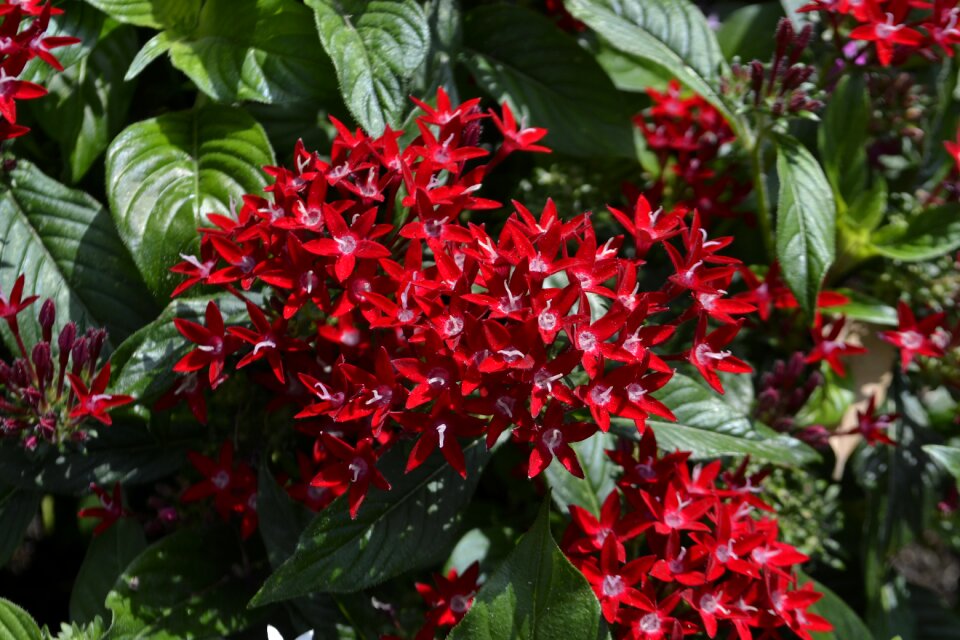 Bloom blossom petals