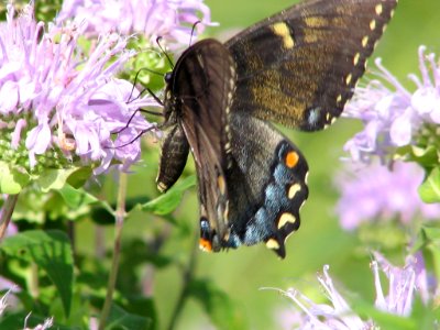 Black phase tiger swallowtail (709933409) photo