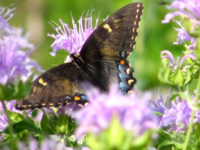 Black phase tiger swallowtail (710808202) photo