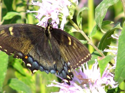 Black phase tiger swallowtail (710812526) photo