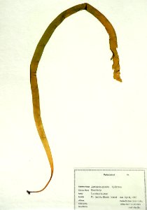 Bladekelp (50668565148)
