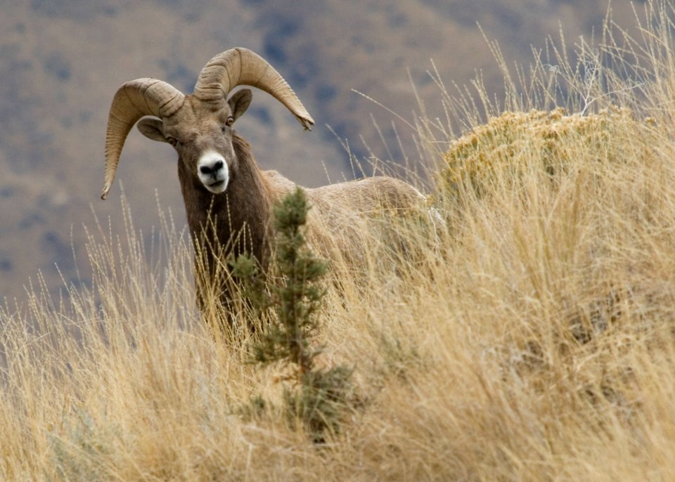 Bighorn sheep burnt river myatt odfw (4457691781)