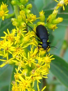 Blister beetle (710514404)