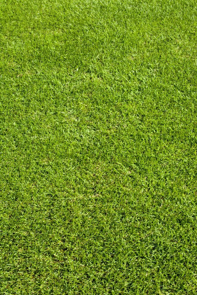 Golf course golf players grass