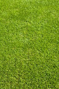 Golf course golf players grass