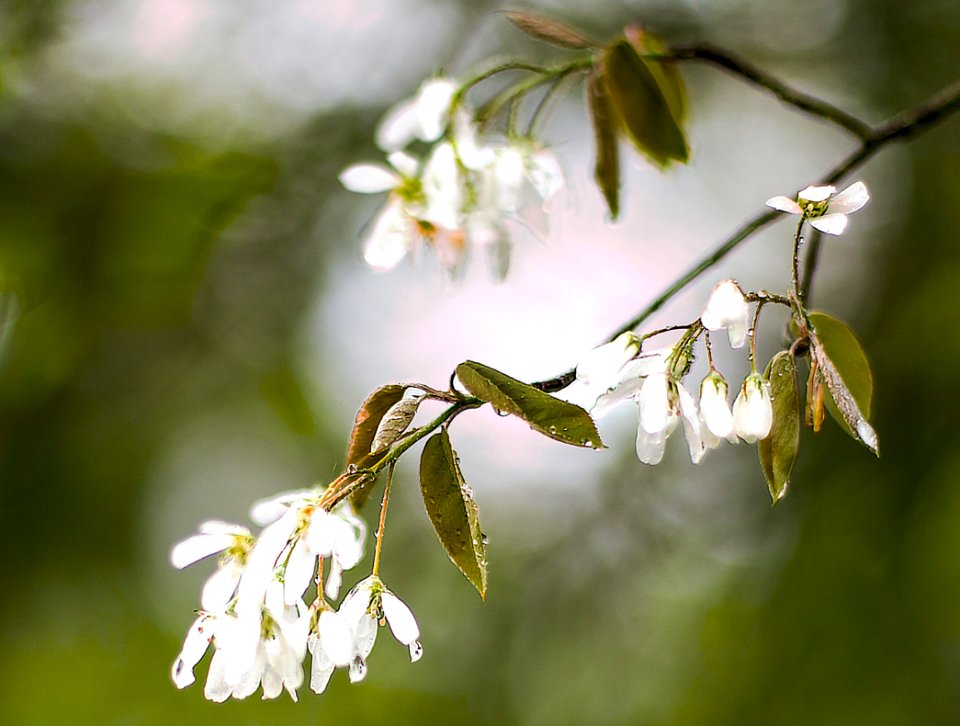 Blooming period (43751381692)