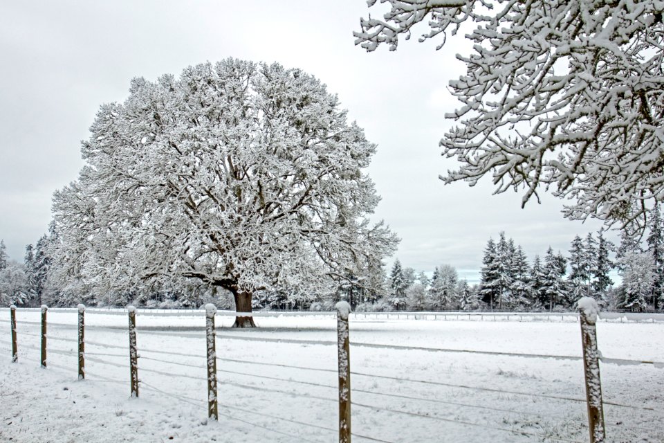 Big oak in snow, Willamette Valley, Oregon (40112243973)