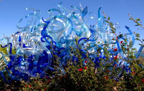Blue Fiori Sun and Baja Fairy Duster (13833181625)