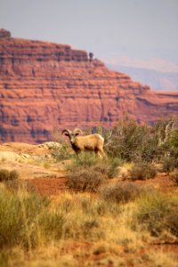 Bighorn Ram (51395816669)