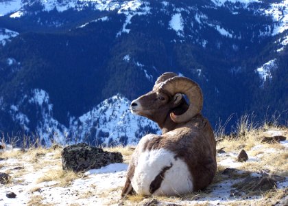 Bighorn sheep laying matthews odfw (4422968351)