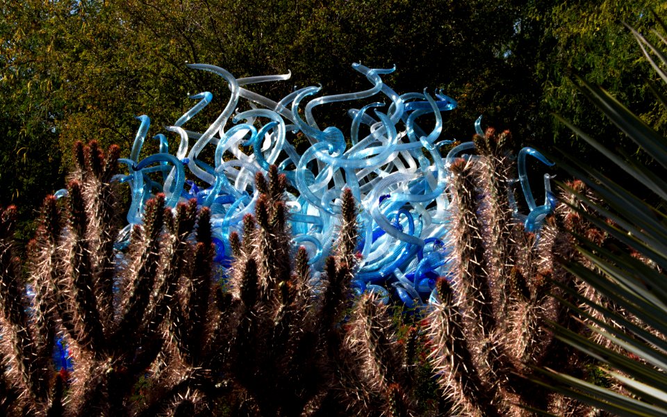 Blue Fiori Sun Framed by Cactus (13833530094)