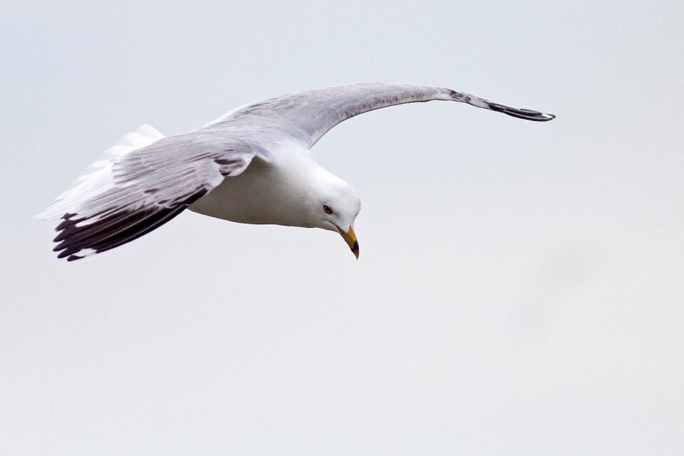 Seagulls flight fly