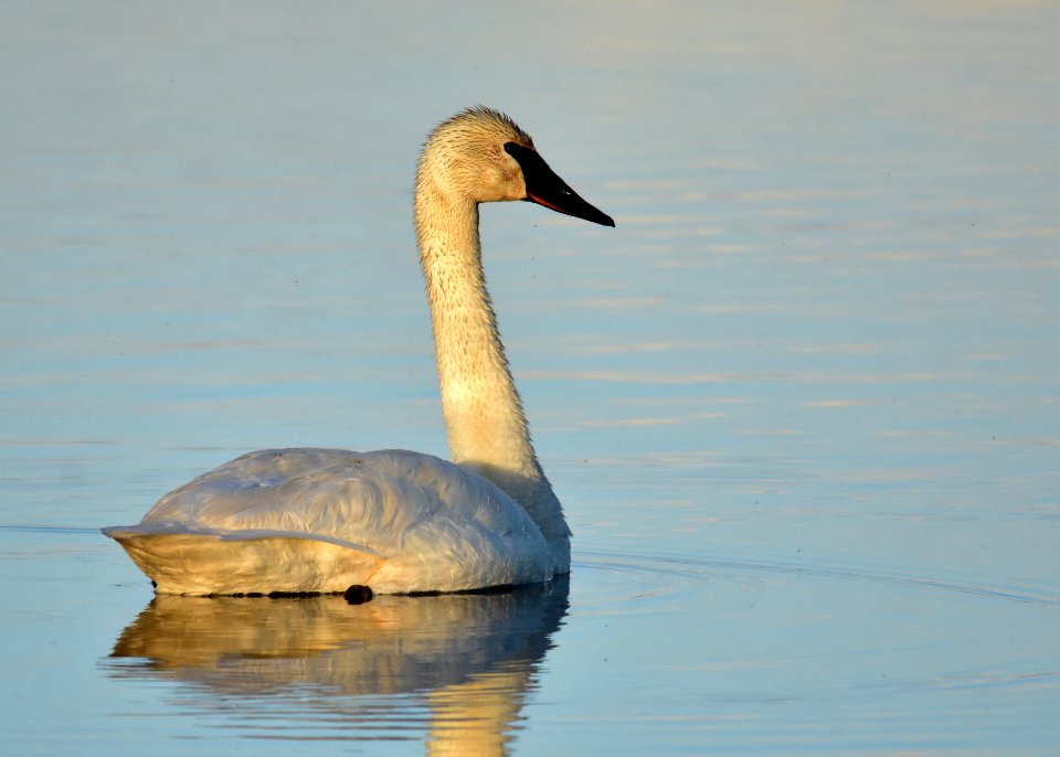 Bird trumpeter swan on Seedskadee NWR 1022 (48025925792)