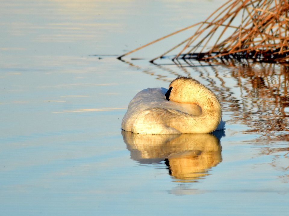 Bird trumpeter swan on Seedskadee NWR 1029 (48025859491)