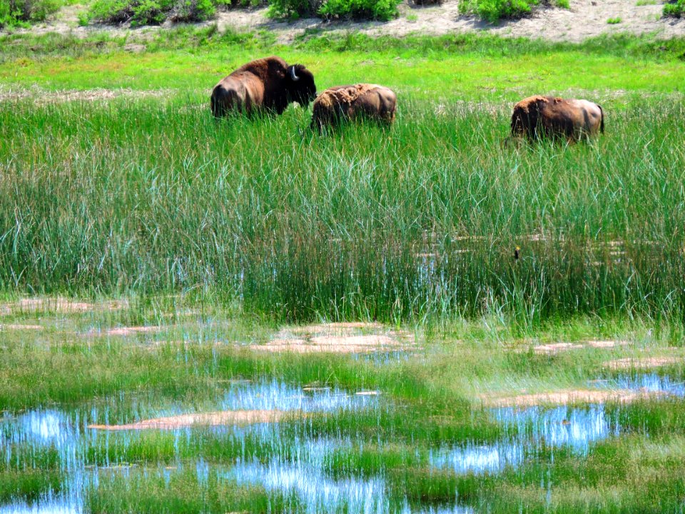 Bison at South Twin Lake (35466380512)