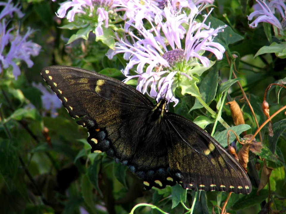 Black phase tiger swallowtail (709934531)