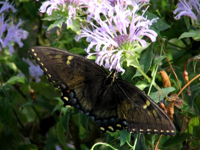 Black phase tiger swallowtail (709934531) photo