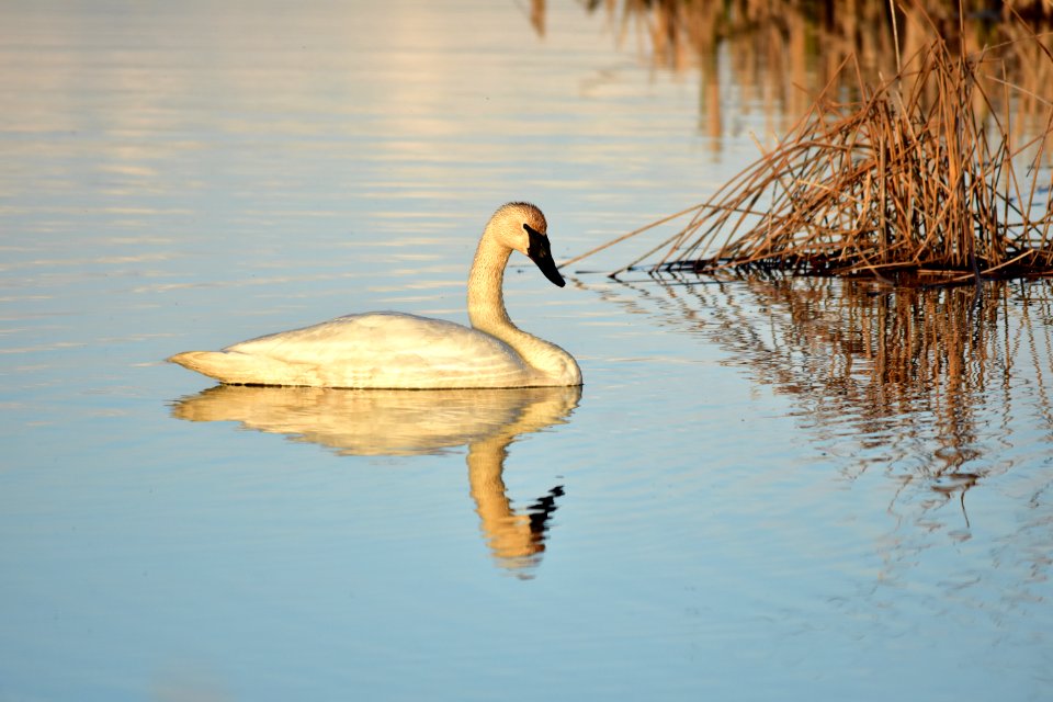 Bird trumpeter swan on Seedskadee NWR 1025 (48025885638)