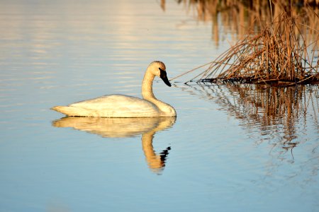 Bird trumpeter swan on Seedskadee NWR 1025 (48025885638)