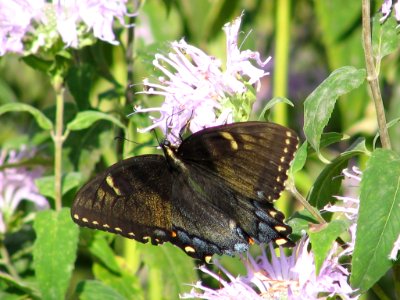 Black phase tiger swallowtail (710809328) photo