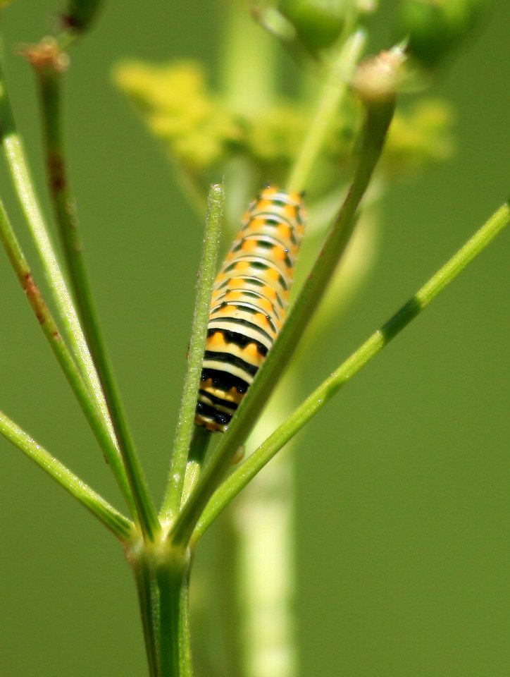 Black swallowtail larva (945412670)