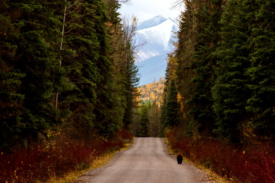 Black bear in Glacier National Park (33073655442)