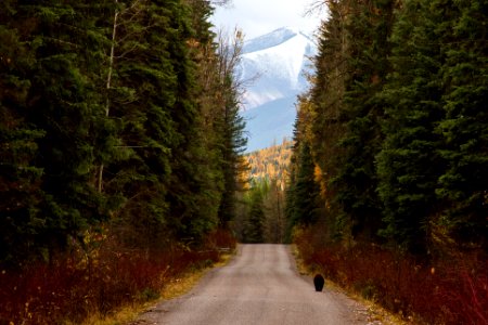 Black bear in Glacier National Park (33073655442) photo