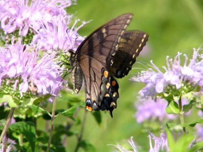 Black phase tiger swallowtail (709935925) photo