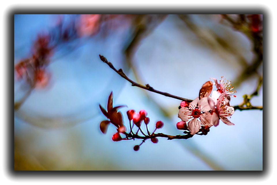 Blossom (47393202011)