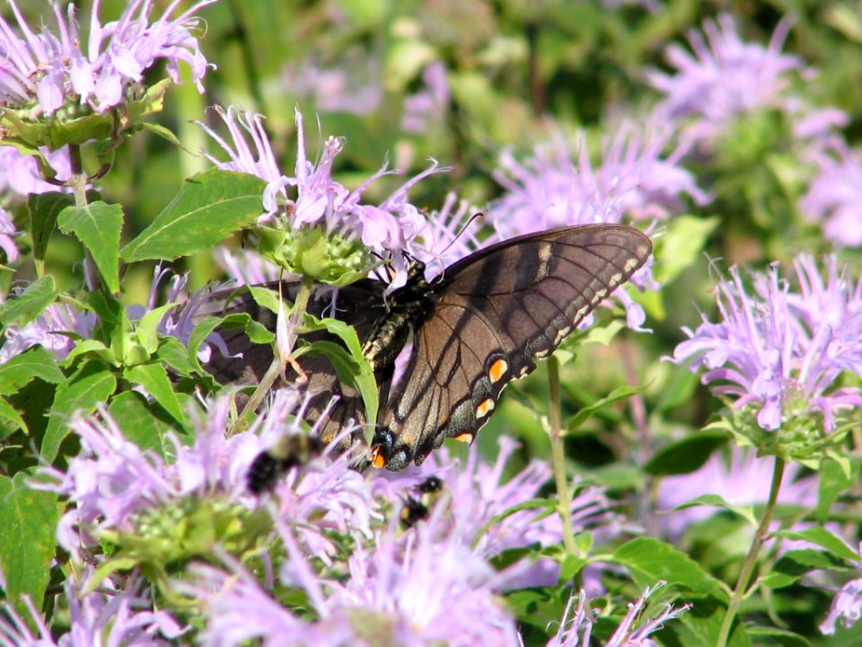 Black phase tiger swallowtail (710811116)