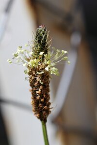 Medicinal herb nature blossom