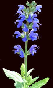 Blue Salvia (47924395186)